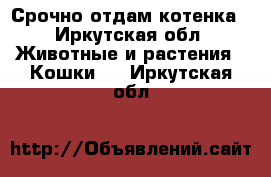 Срочно отдам котенка - Иркутская обл. Животные и растения » Кошки   . Иркутская обл.